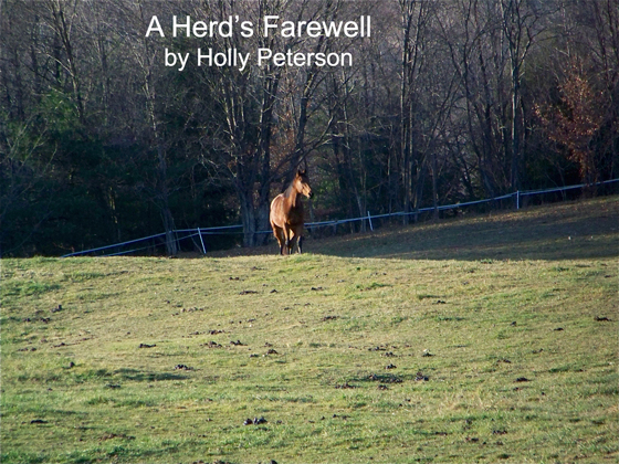 A Herd’s Farewell to Ivan
by Holly Peterson