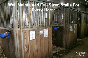 Well Maintained Full Sized Stalls For Every Horse
