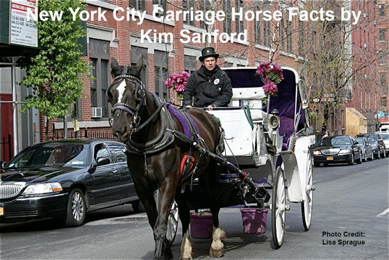 New York City Carriage Horse Facts by 
Kim Sanford