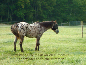 I kept a fly mask on Zulu more in the winter than the summer