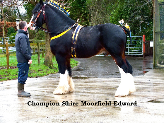 Champion Shire Moorfield Edward