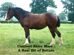 Content Shire Mare - 
A Real Bit of Britain