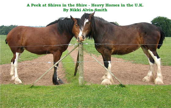 A Peek at Shires in the Shire - Heavy Horses in the U.K.
By Nikki Alvin-Smith