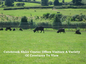 Cotebrook Shire Center Offers Visitors A Variety Of Creatures To View