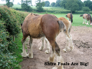 Shire Foals Are Big!