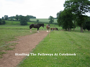 Strolling The Pathways At Cotebrook