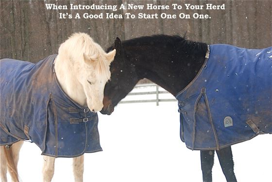 When Introducing A New Horse To Your Herd It’s A Good Idea To Start One On One.