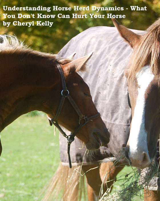 Understanding Horse Herd Dynamics - What You Don't Know Can Hurt Your Horse 
