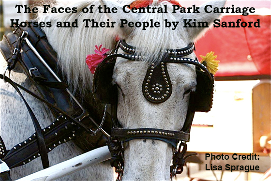 The Faces of the Central Park Carriage Horses and Their People 