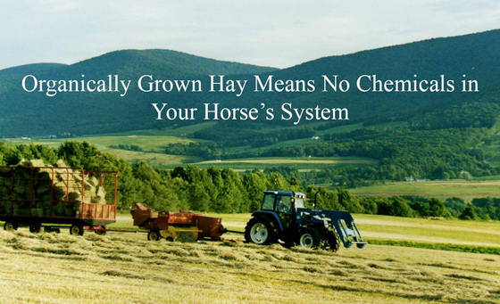 Organically Grown Hay Means No Chemicals in Your Horse’s System