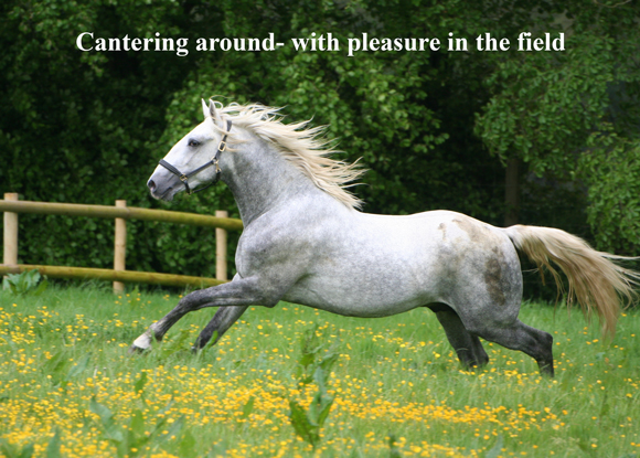 Cantering around- with pleasure in the field