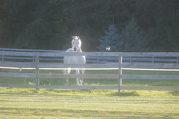 Horse in pasture