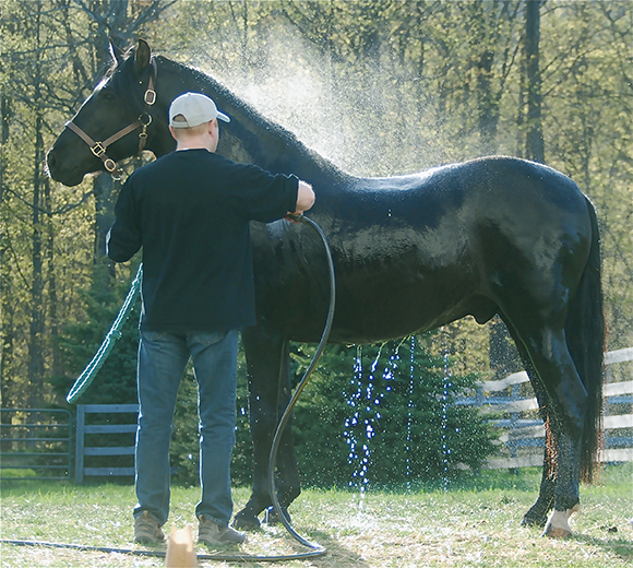 Bathing your horse