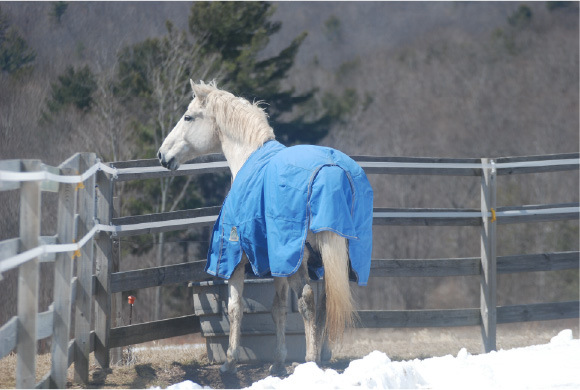 Blanketing Your Horse Can Help Prevent Rain Rot