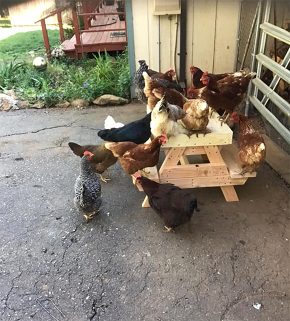 Chicken party time, on their chicken party table…