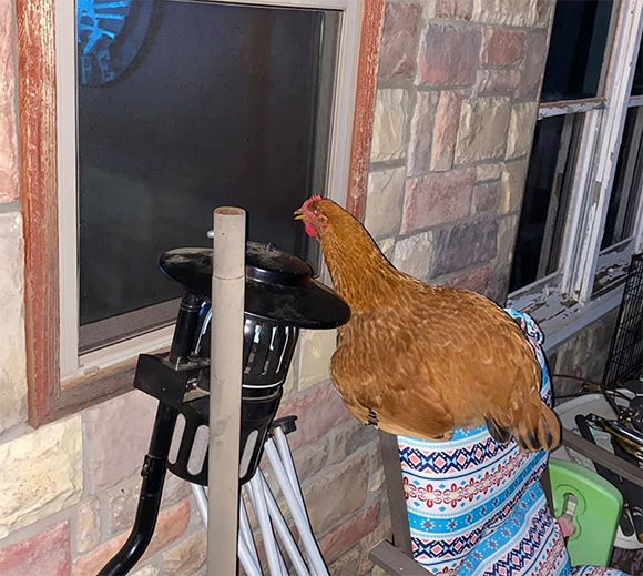 Our chicken likes to watch TV though the window