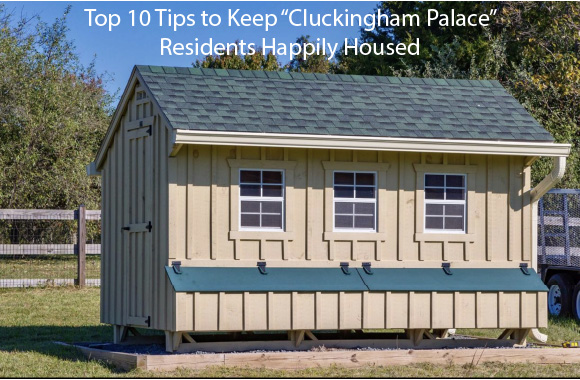 Top 10 Tips to Keep “Cluckingham Palace” Residents Happily Housed
