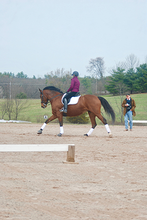 Dressage