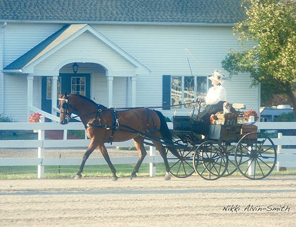 Carriage Driving 