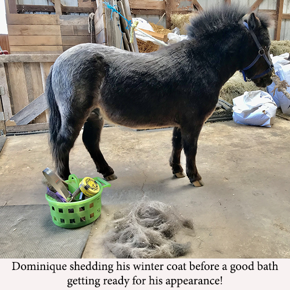 Dominique shedding his winter coat before a good bath getting ready for his appearance!