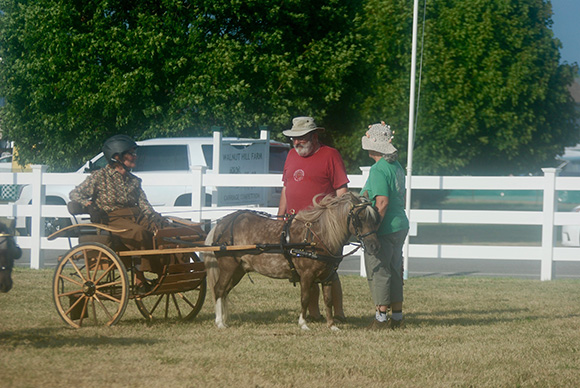 Budget-Friendly Ways to Start Carriage Driving