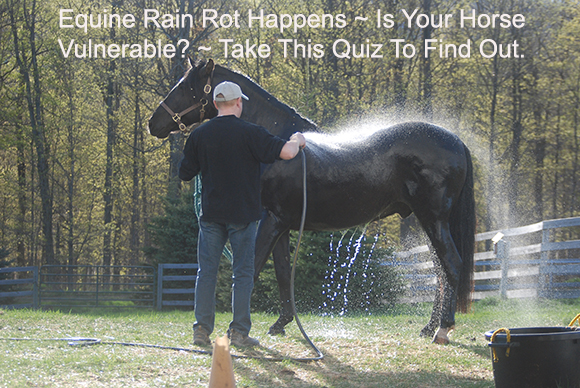 Equine Rain Rot Happens ~ Is Your Horse Vulnerable? 
~ Take This Quiz To Find Out.
