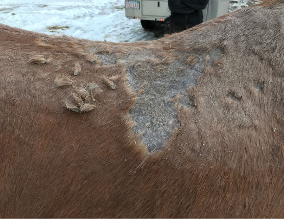An Example of Equine Rain Rot