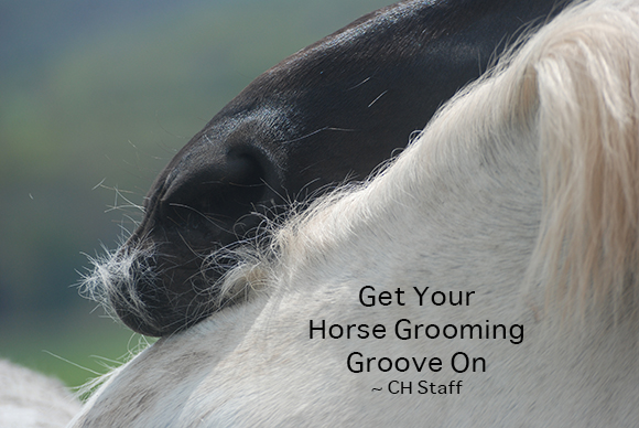 Get Your Horse Grooming Groove On