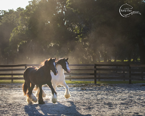 What’s In A Name? The Gypsy Vanner Revealed