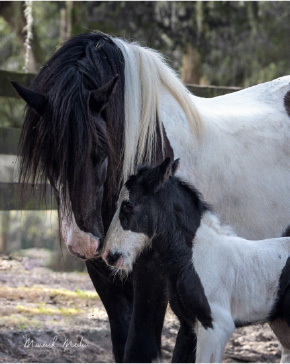 What’s In A Name? The Gypsy Vanner Revealed