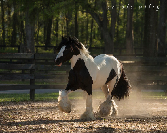 What’s In A Name? The Gypsy Vanner Revealed