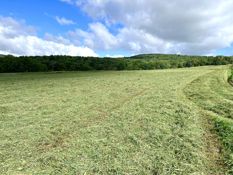 Hay field Ready for Raking