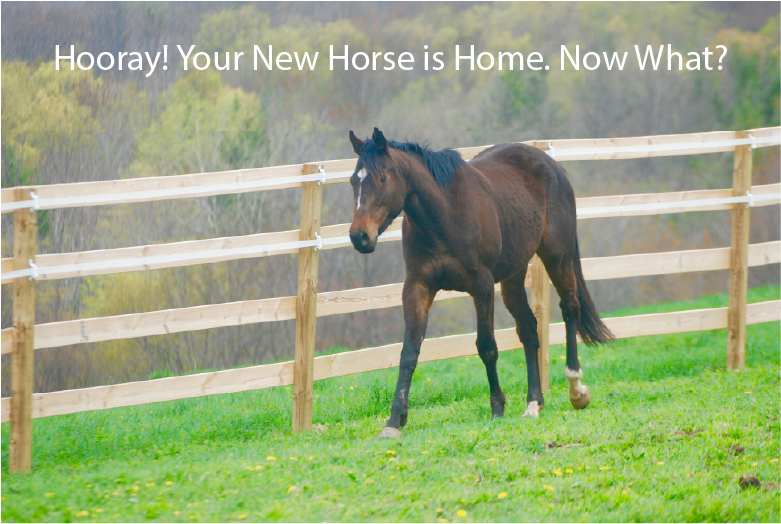 hooray-your-new-horse-is-home-now-what