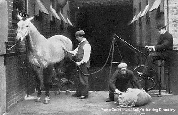 Horse Clipping History and Hacks For Success 