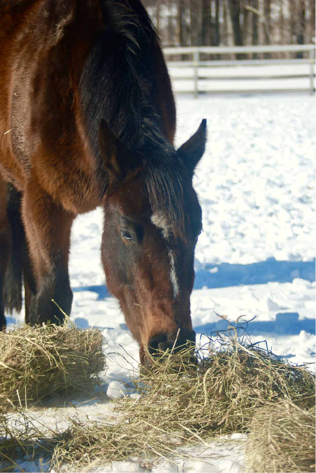 Consider using an equine hay feeder.