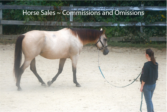 Horse Sales ~ Commissions and Omissions