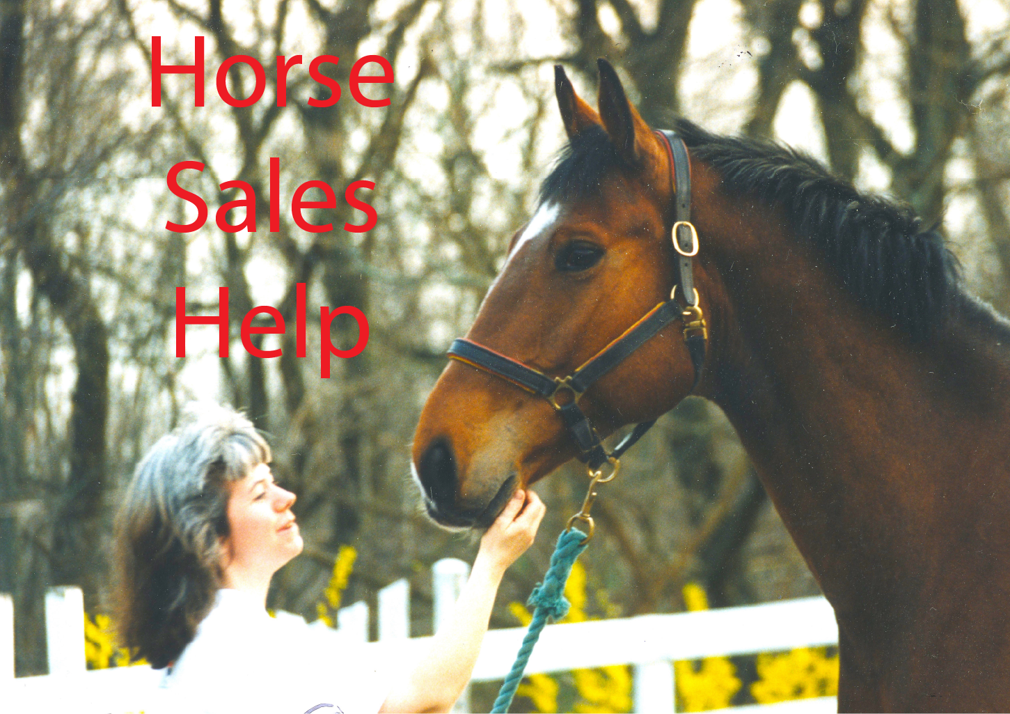 Horse Sales Help