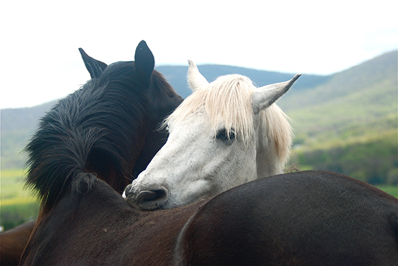 Horses Grooming