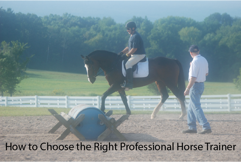 How to Choose the Right Professional Horse Trainer