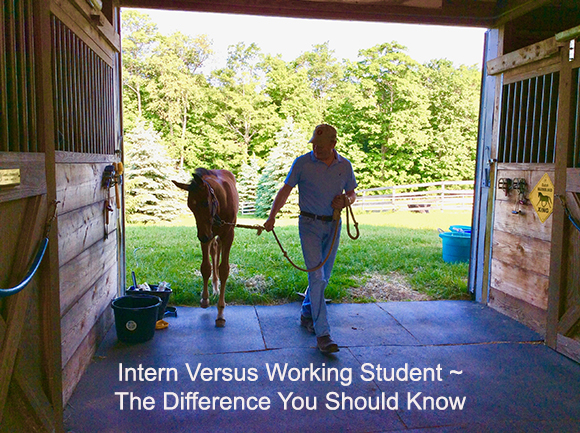 Intern Versus Working Student ~ The Difference You Should Know