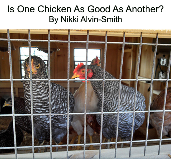 Is One Chicken As Good As Another?
By Nikki Alvin-Smith
