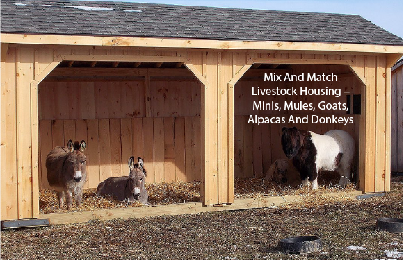 Mix And Match Livestock Housing – Minis, Mules, Goats, Alpacas And Donkeys