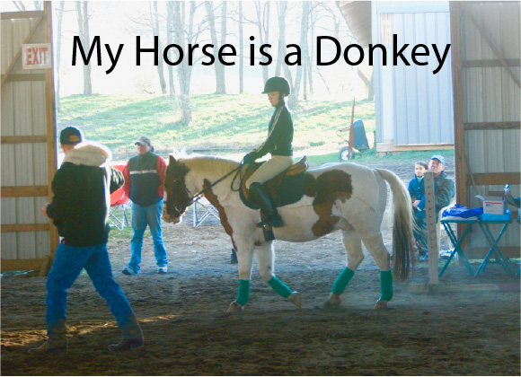 My Horse is a Donkey