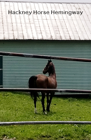 Hackney Horse Hemingway