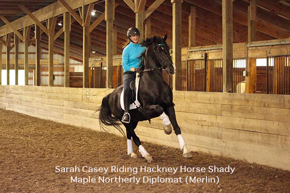 Sarah Casey Riding Hackney Horse Shady Maple Northerly Diplomat (Merlin)