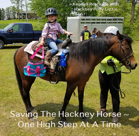 Saving The Hackney Horse One High Step At A Time