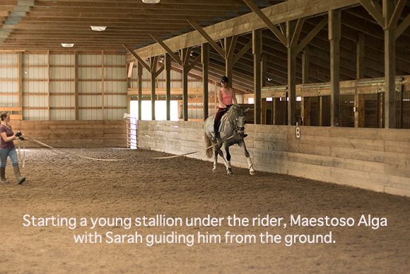 Starting a young stallion under the rider, Maestoso Alga with Sarah guiding him from the ground.