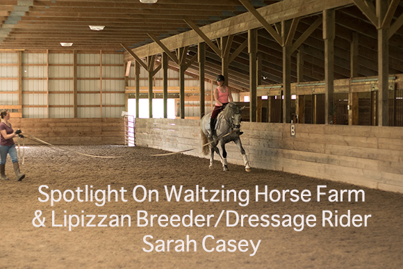 Spotlight On Waltzing Horse Farm & Lipizzan Breeder/Dressage Rider Sarah Casey