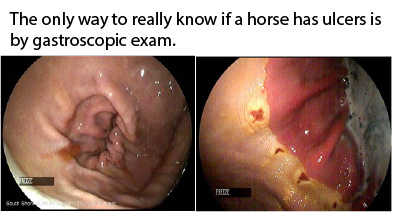 Equine Ulcers