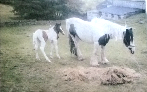 The very first Gypsy horse I ever saw